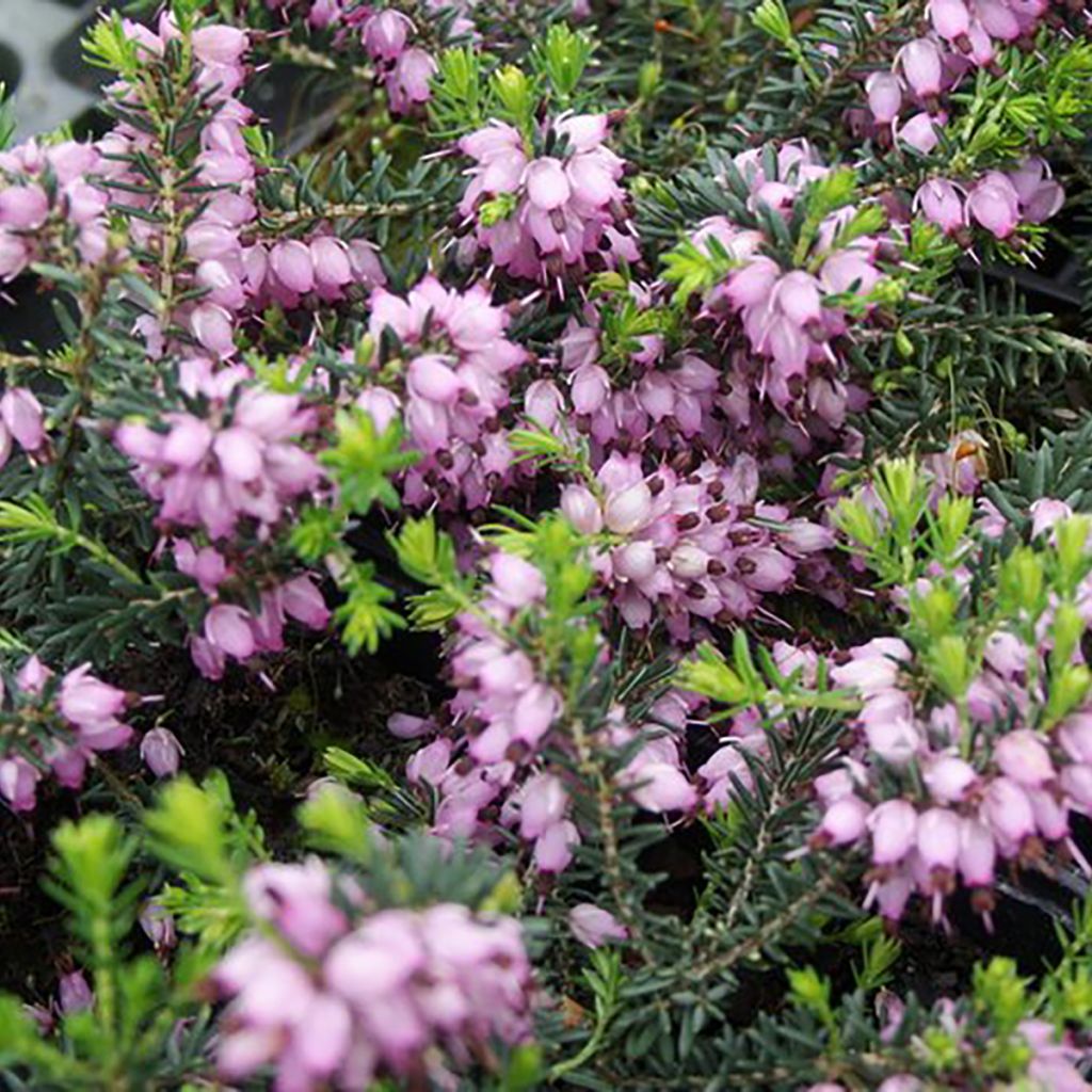 Bruyère d'hiver - Erica x darleyensis Aurélie Bregeon