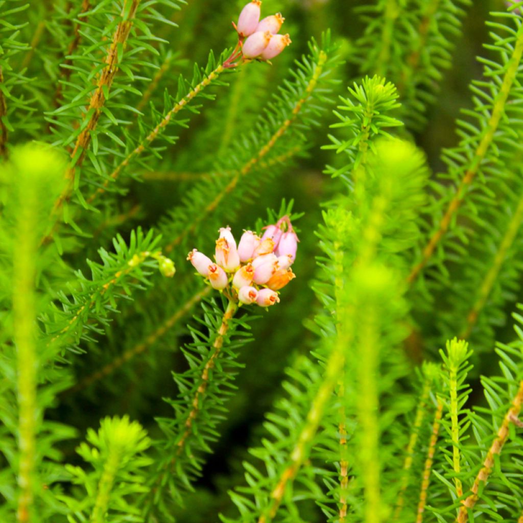Erica terminalis - Urze-da-córsega