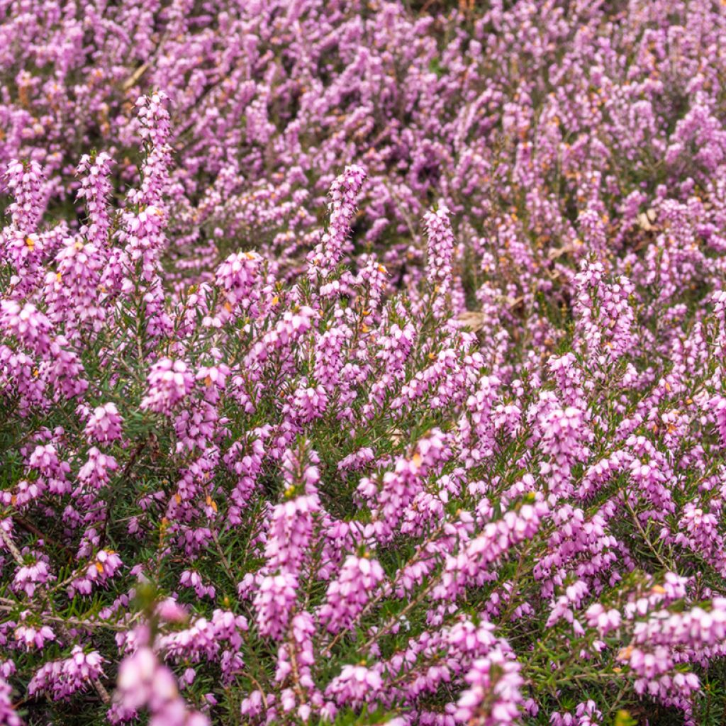 Erica terminalis - Urze-da-córsega