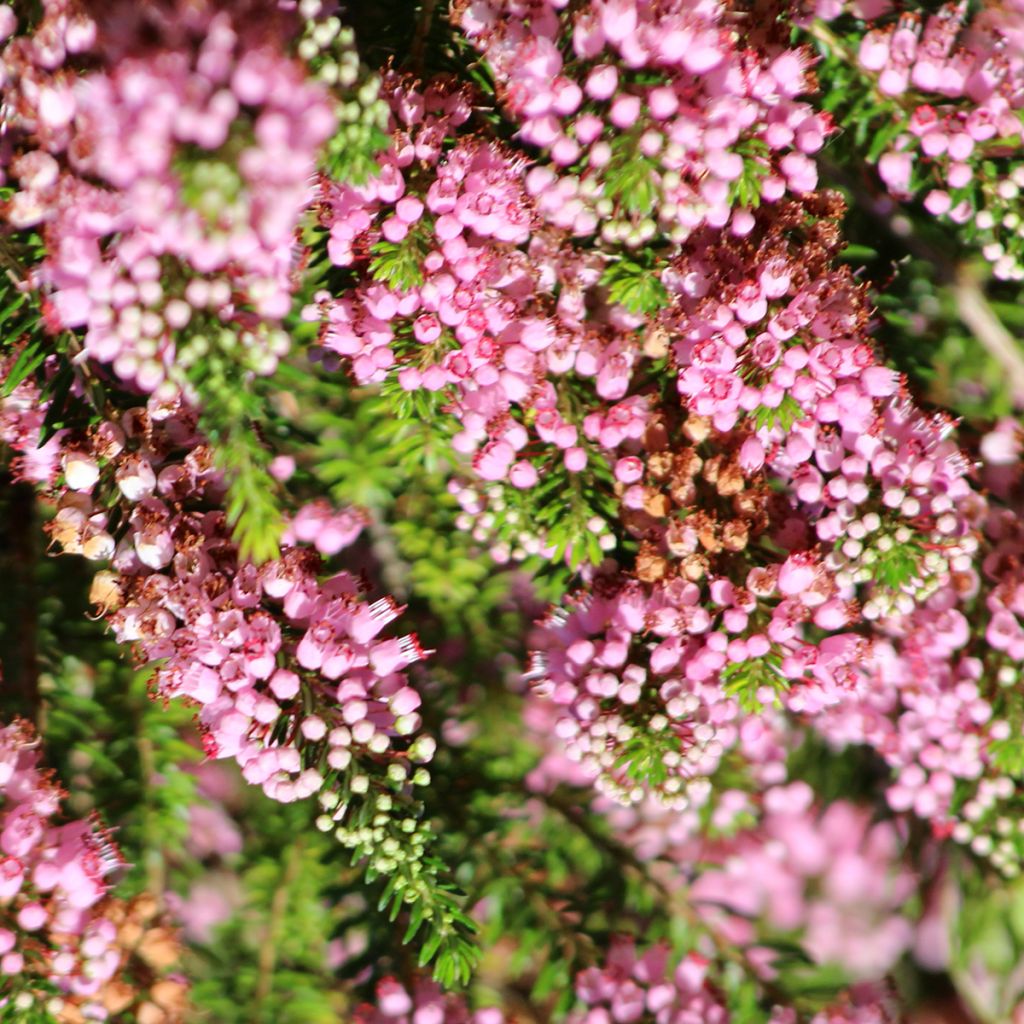 Bruyère vagabonde - Erica vagans Diana Hornibrook