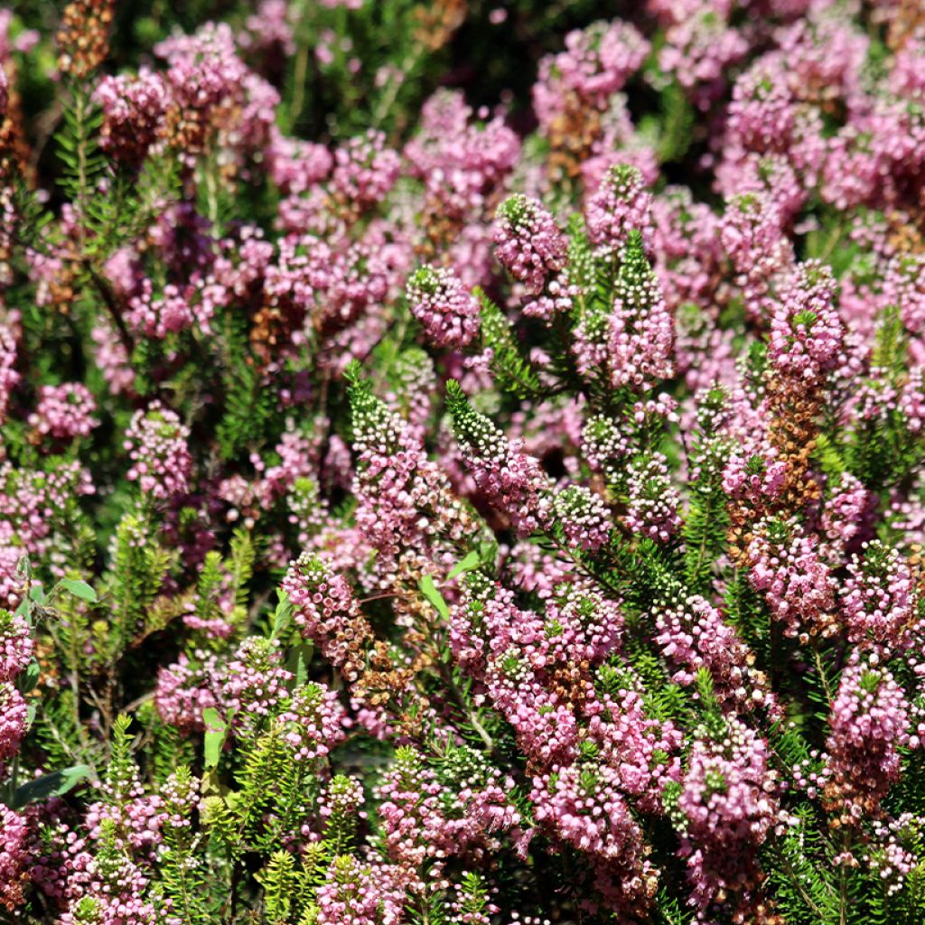 Bruyère vagabonde - Erica vagans Diana Hornibrook