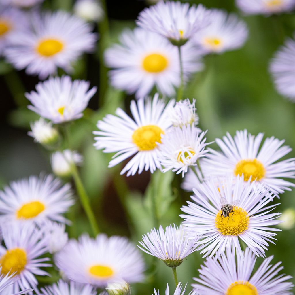 Erigeron Sommerneuschnee - Vergerette de Californie.