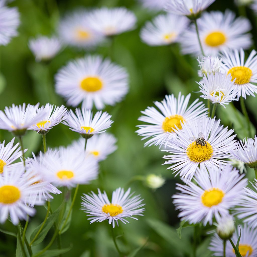 Erigeron Sommerneuschnee - Vergerette de Californie.