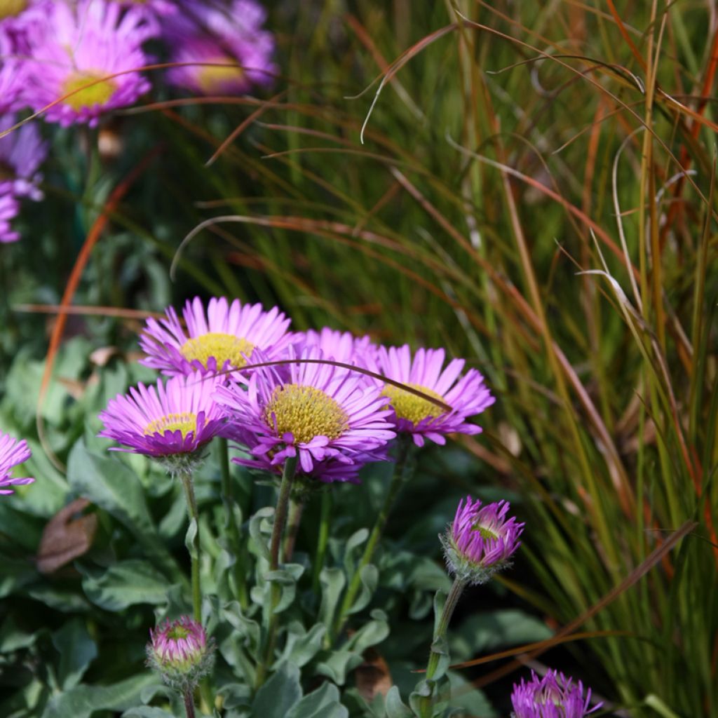 Erigeron glaucus Sea Breeze