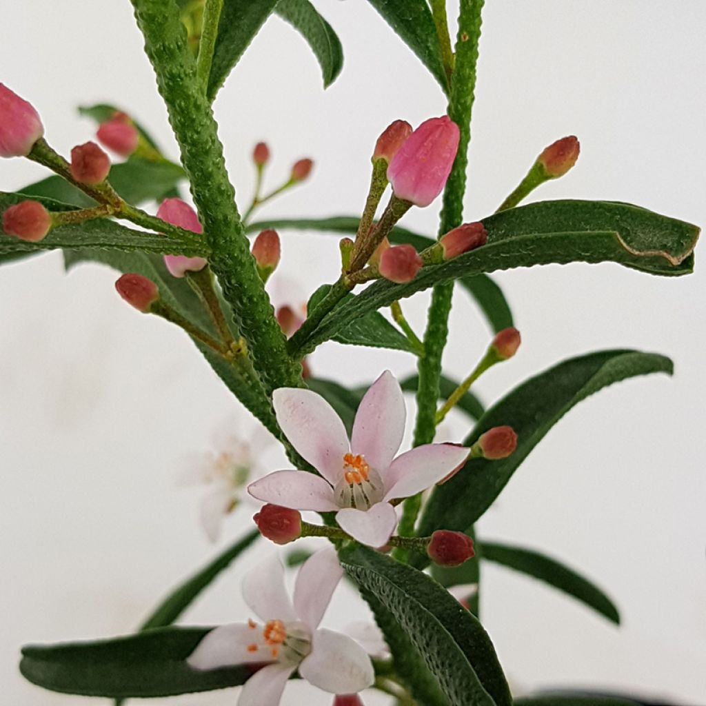 Eriostemon myoporoides Flower Girl Pink - Philotheca