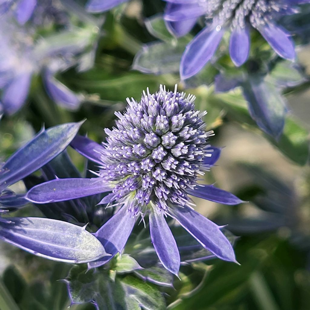 Eryngium Grumpy - Panicaut