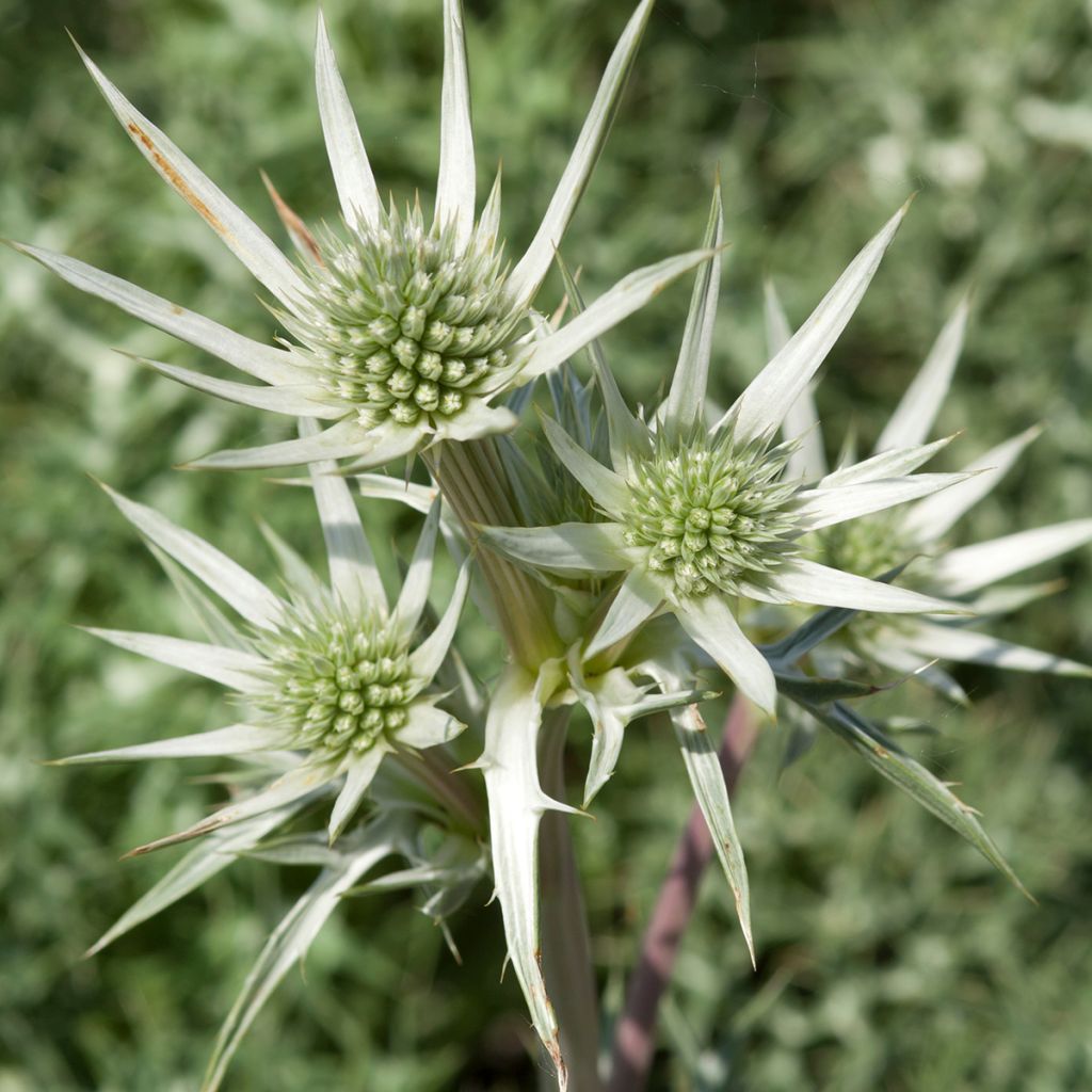 Eryngium Jos Eijking® - Eryngium 'Sapphire Blue' - Panicaut