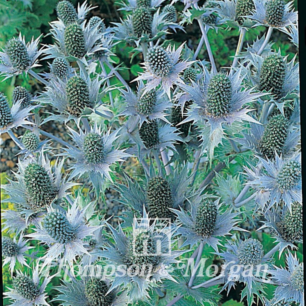 Eryngium Giganteum Miss Willmotts Ghost