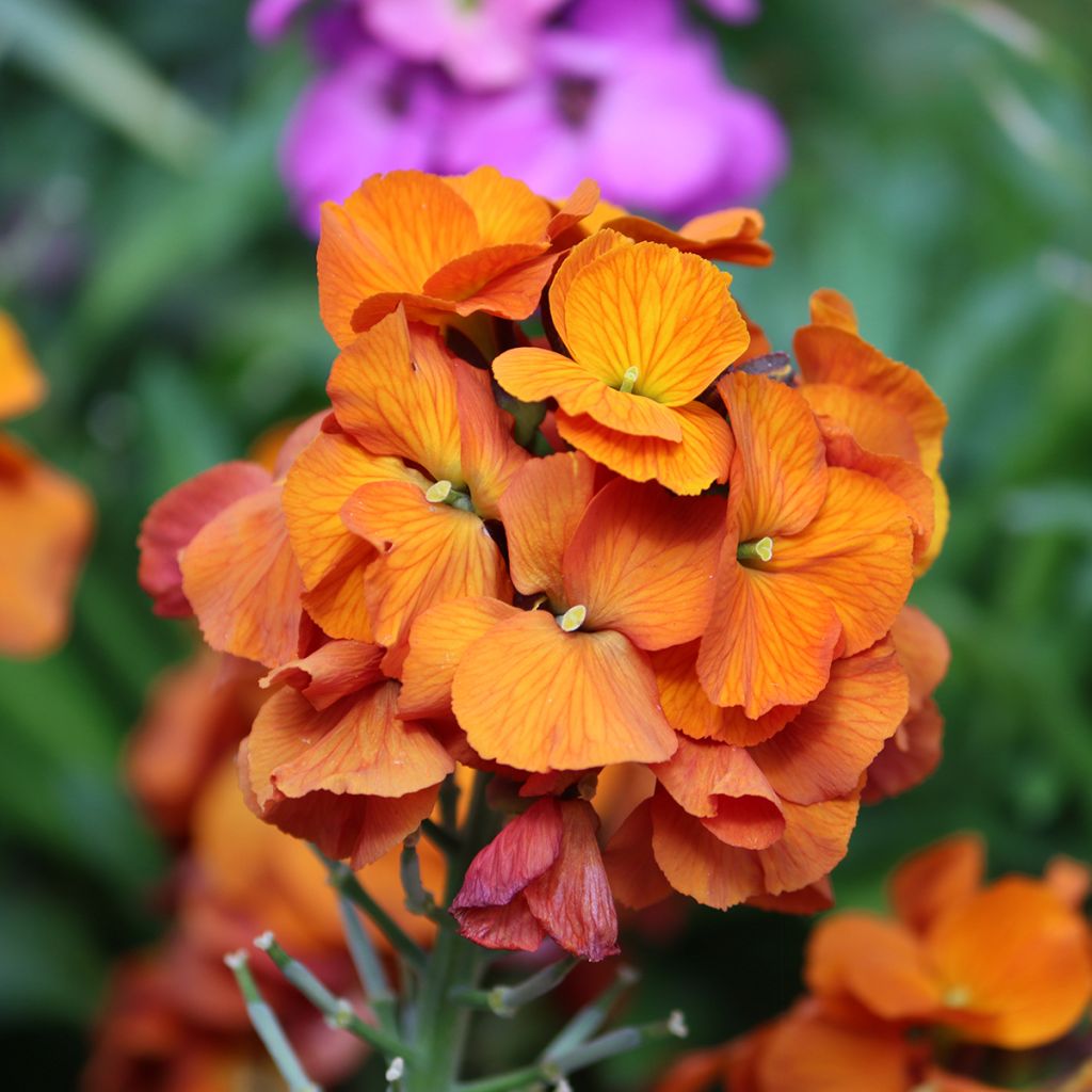 Giroflée vivace - Erysimum Winter Touch