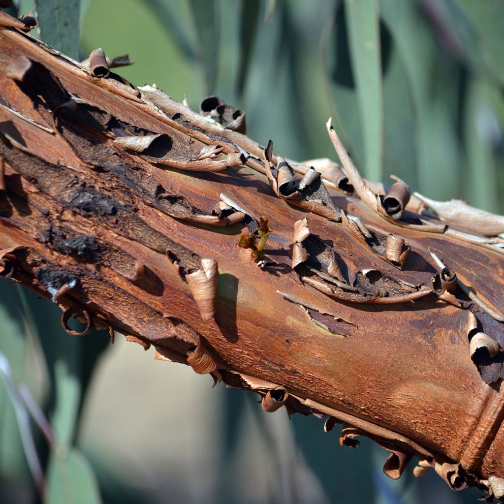 Eucalyptus caesia subsp magna - Gommier Princesse d'argent