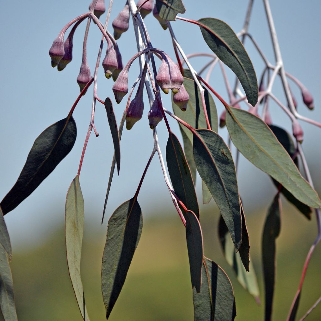 Eucalyptus caesia subsp magna - Gommier Princesse d'argent