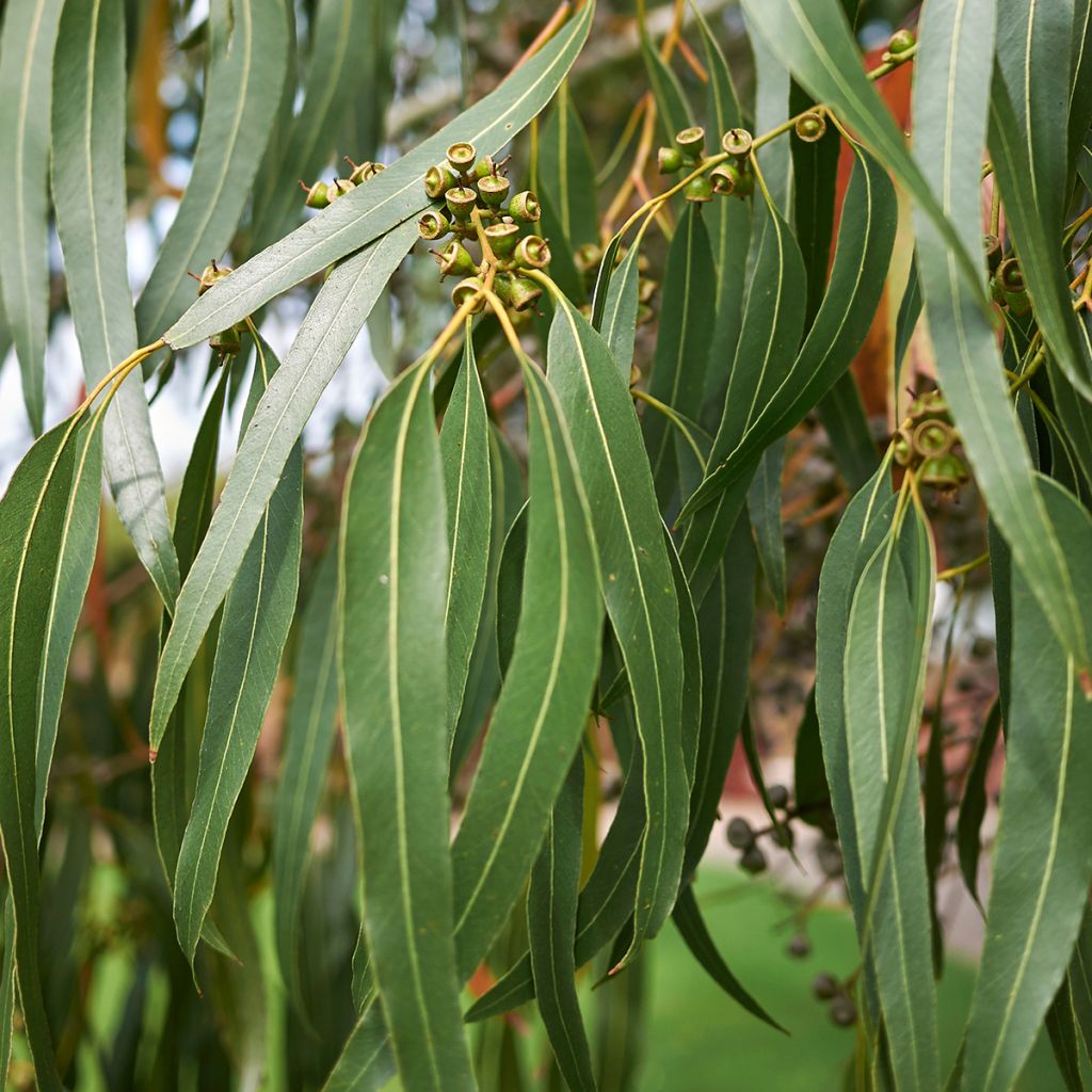 Eucalyptus dalrympleana - Gommier blanc des montagnes