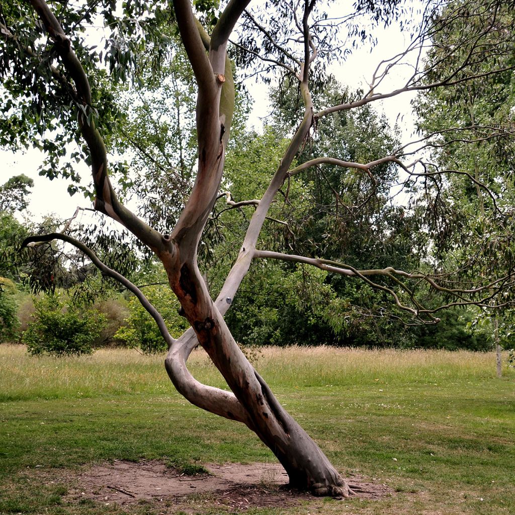 Eucalyptus glaucescens Central Victoria - Gommier Tingiringi
