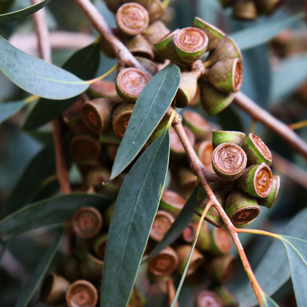 Eucalyptus globulus - Eucalyptus commun ou Gommier bleu