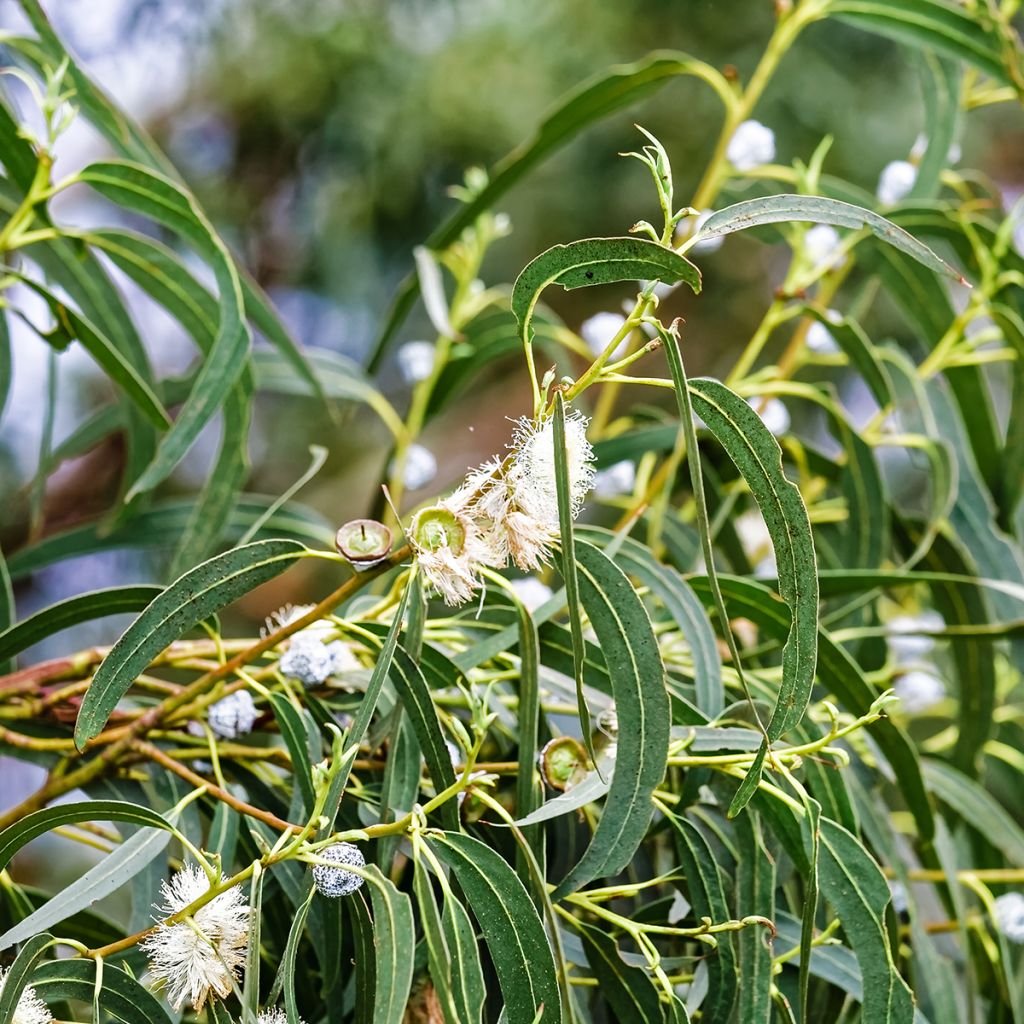 Eucalyptus globulus - Eucalyptus commun ou Gommier bleu