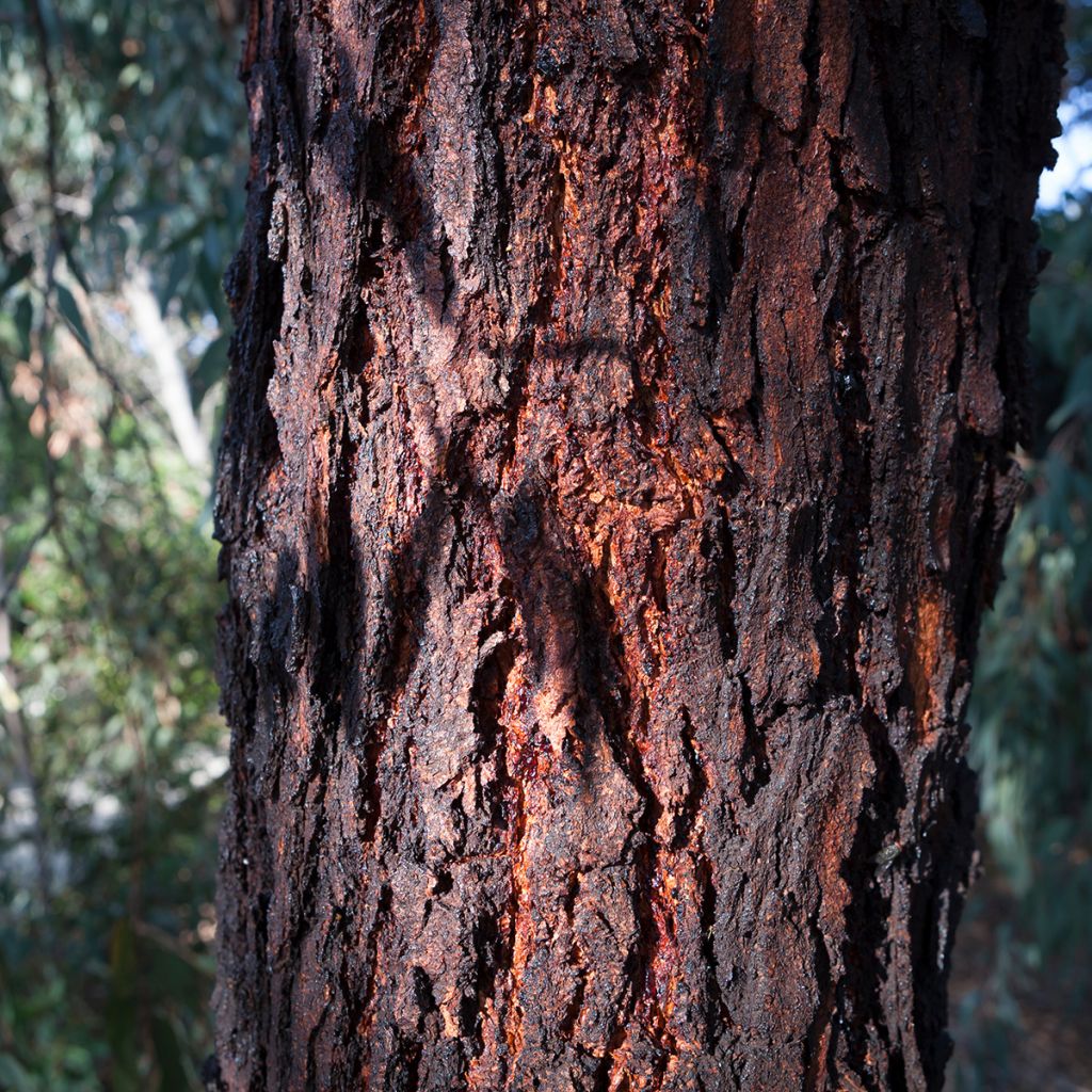Eucalyptus sideroxylon - Eucalyptus à écorce de fer