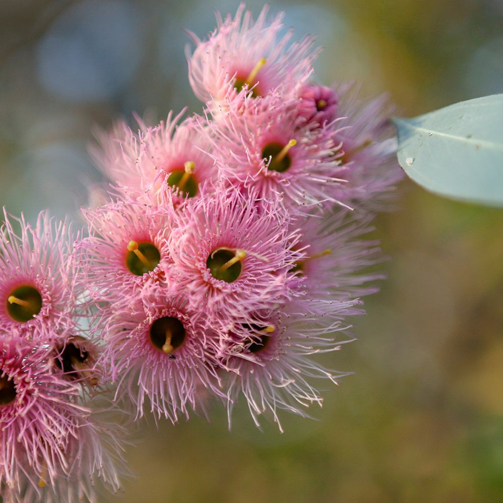 Eucalyptus sideroxylon - Eucalyptus à écorce de fer