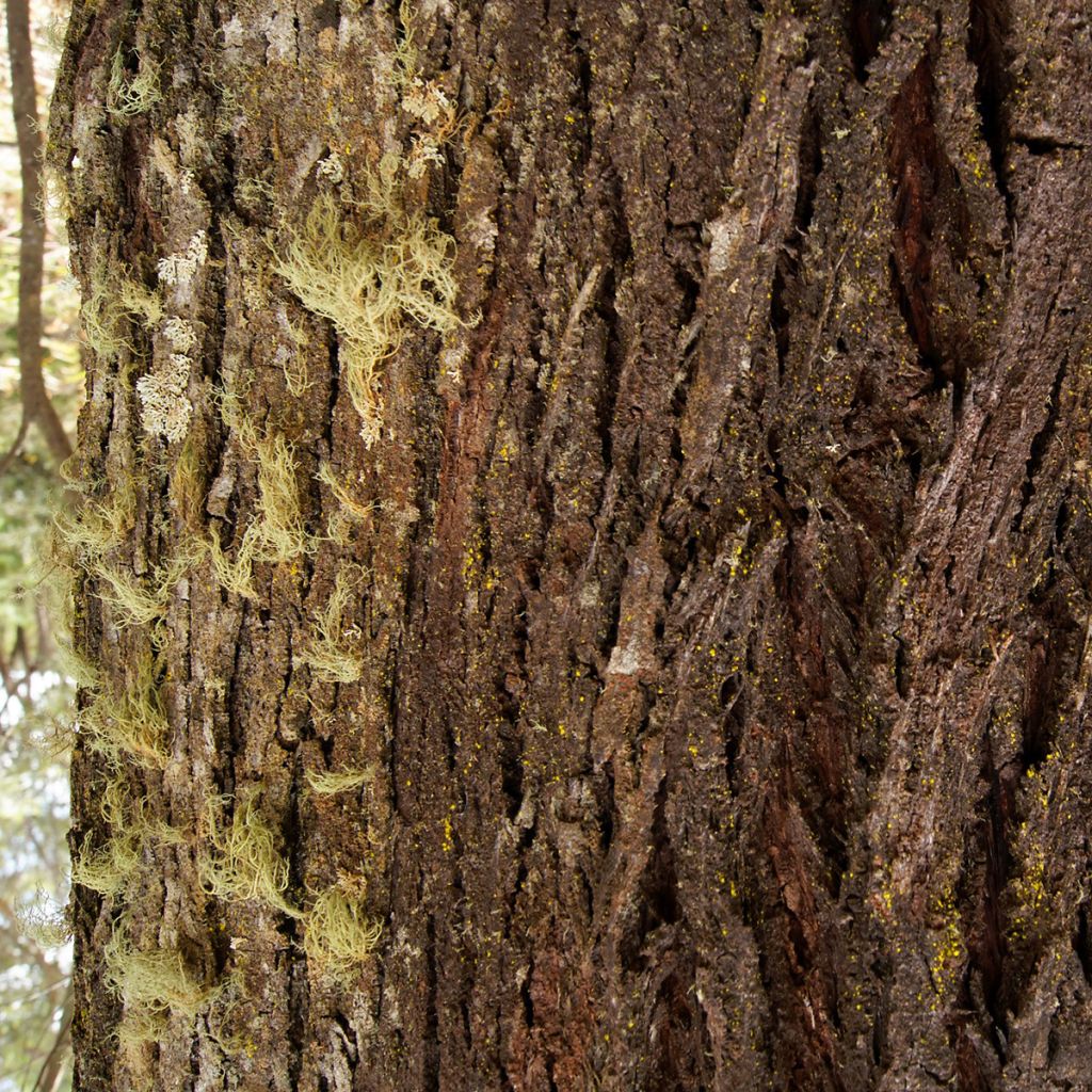 Eucalyptus smithii - Gommier de Smith