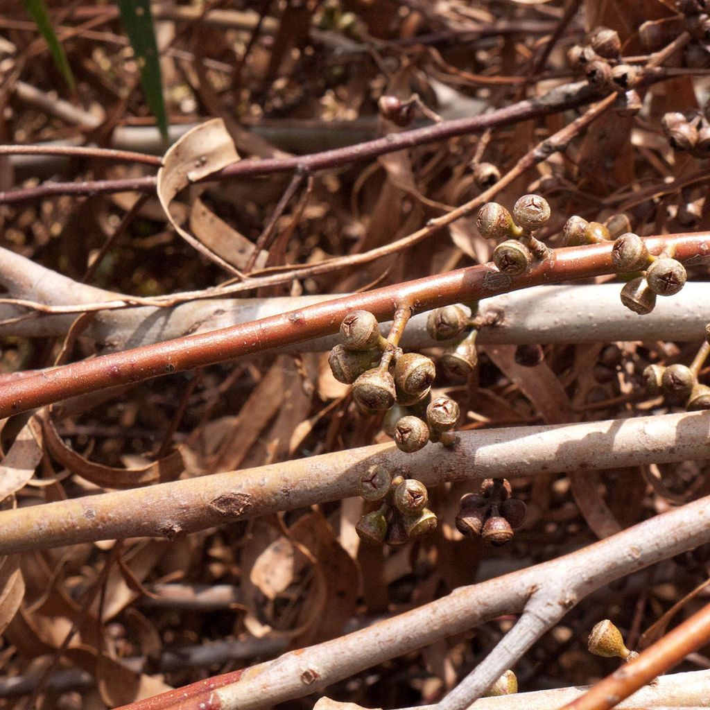 Eucalyptus smithii - Gommier de Smith