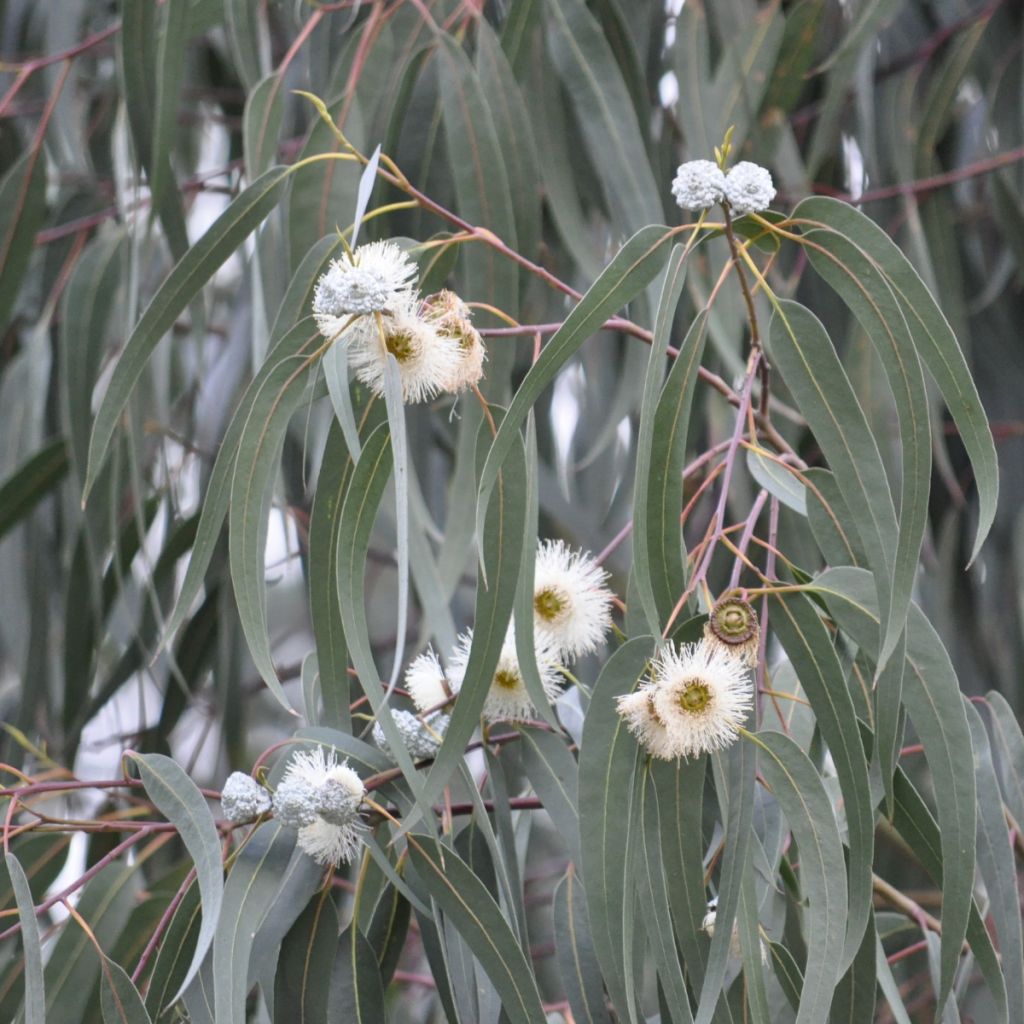 Eucalyptus urnigera x archeri hybrid Milligan - Gommier alpin hybride