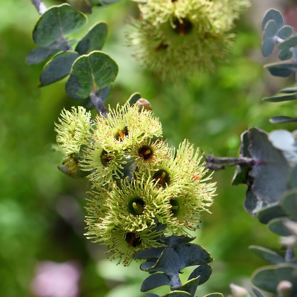 Graines d'Eucalyptus kruseana