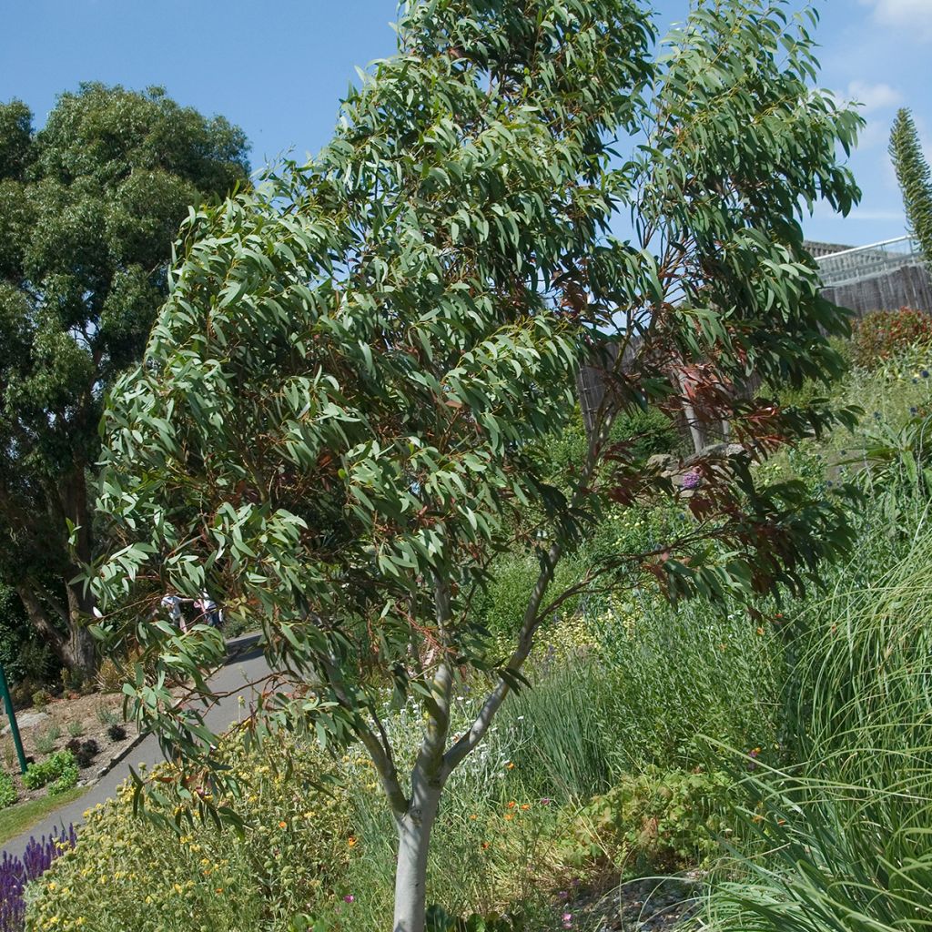 Graines de Gommier des neiges - Eucalyptus niphophila