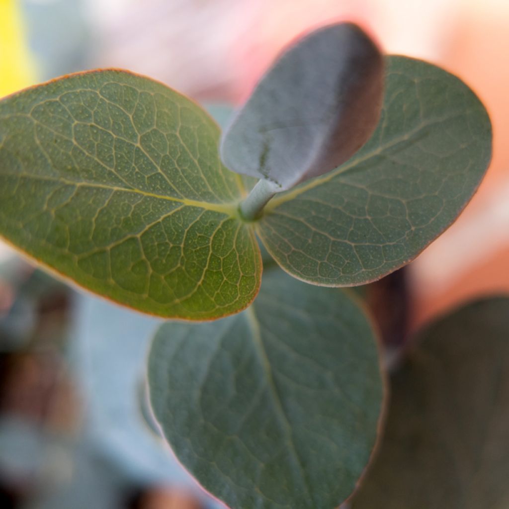 Eucalyptus pulverulenta Baby Blue Spiral em sementes