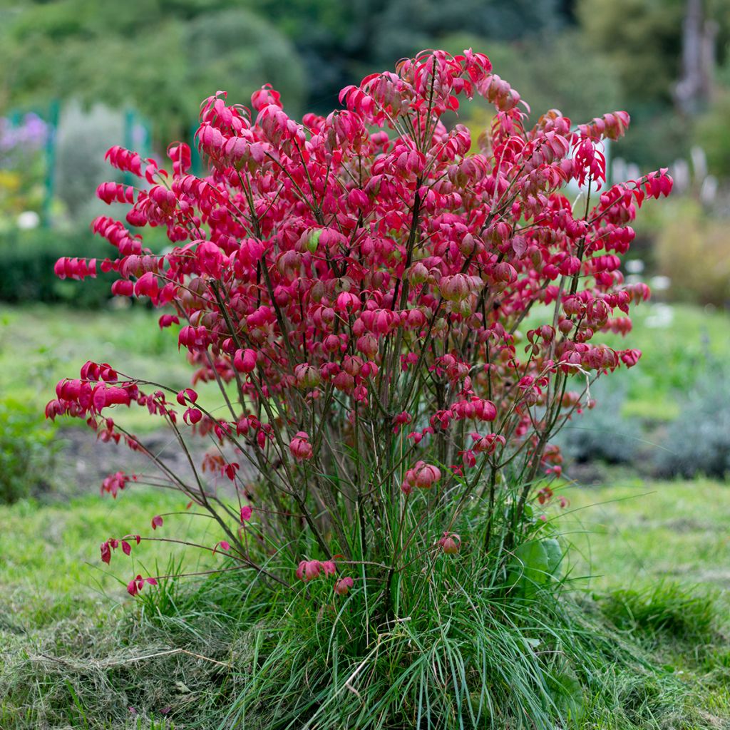 Euonymus alatus - Fusain ailé