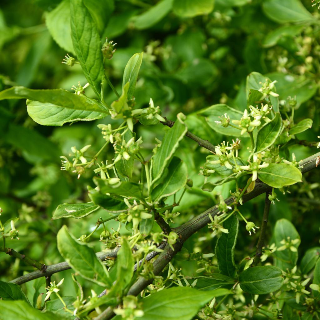 Euonymus europaeus Albus - Fusain d'Europe