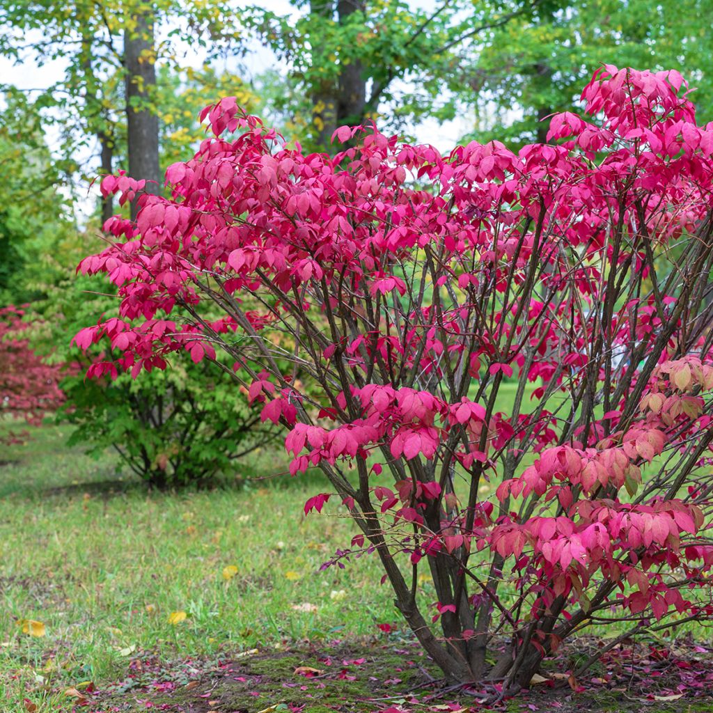 Euonymus europaeus - Fusain d'Europe