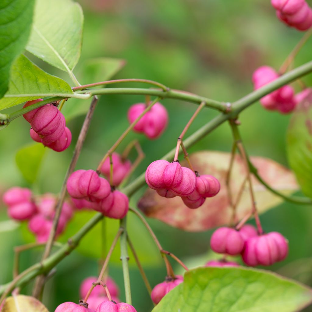 Euonymus europaeus - Fusain d'Europe