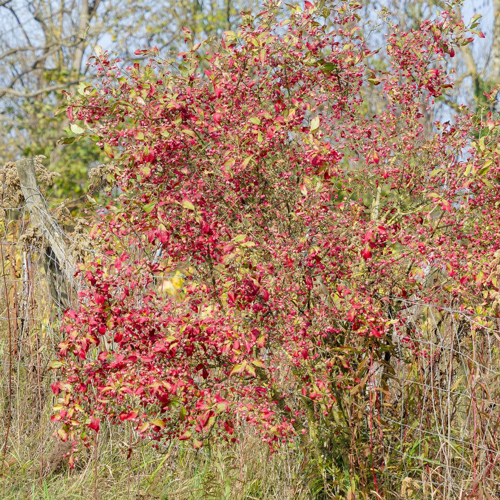 Euonymus europaeus Red Cascade - Fusain d'Europe