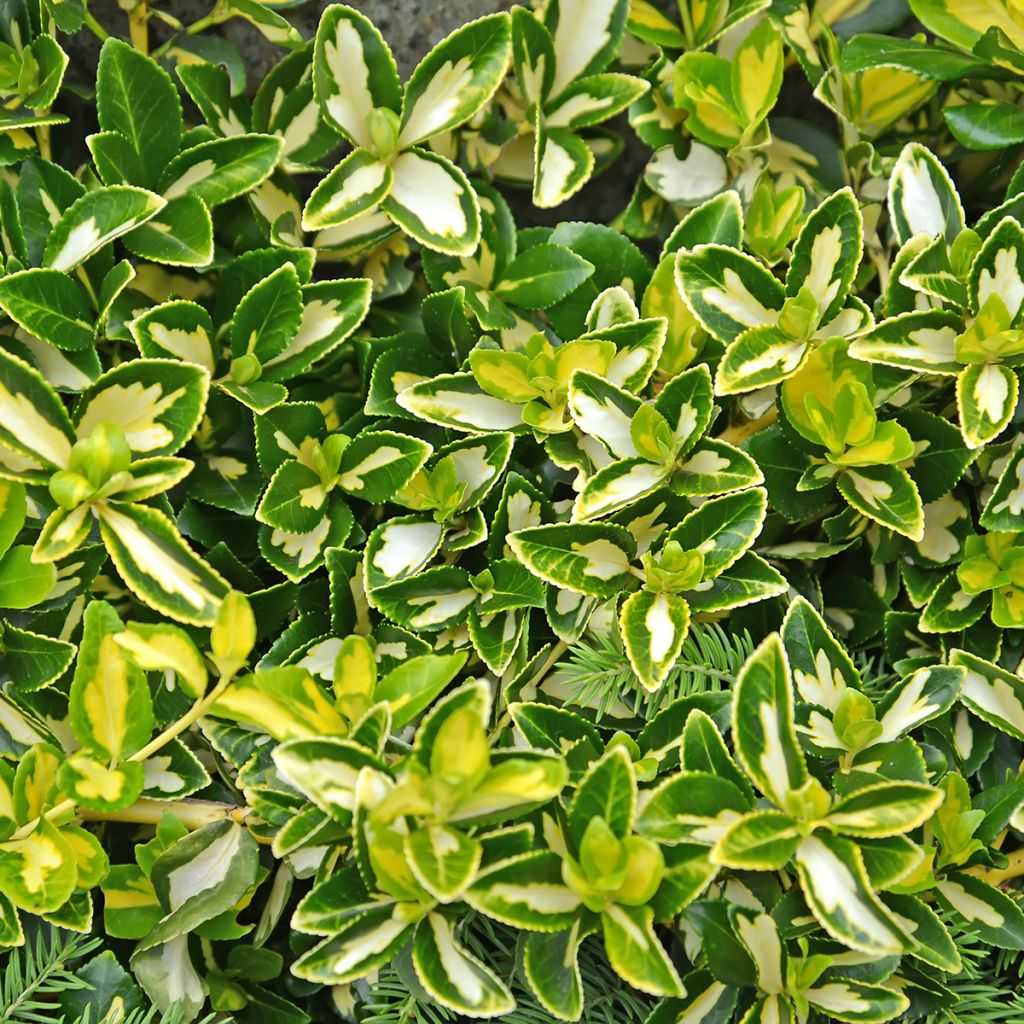 Euonymus fortunei Blondy - Fusain persistant panaché