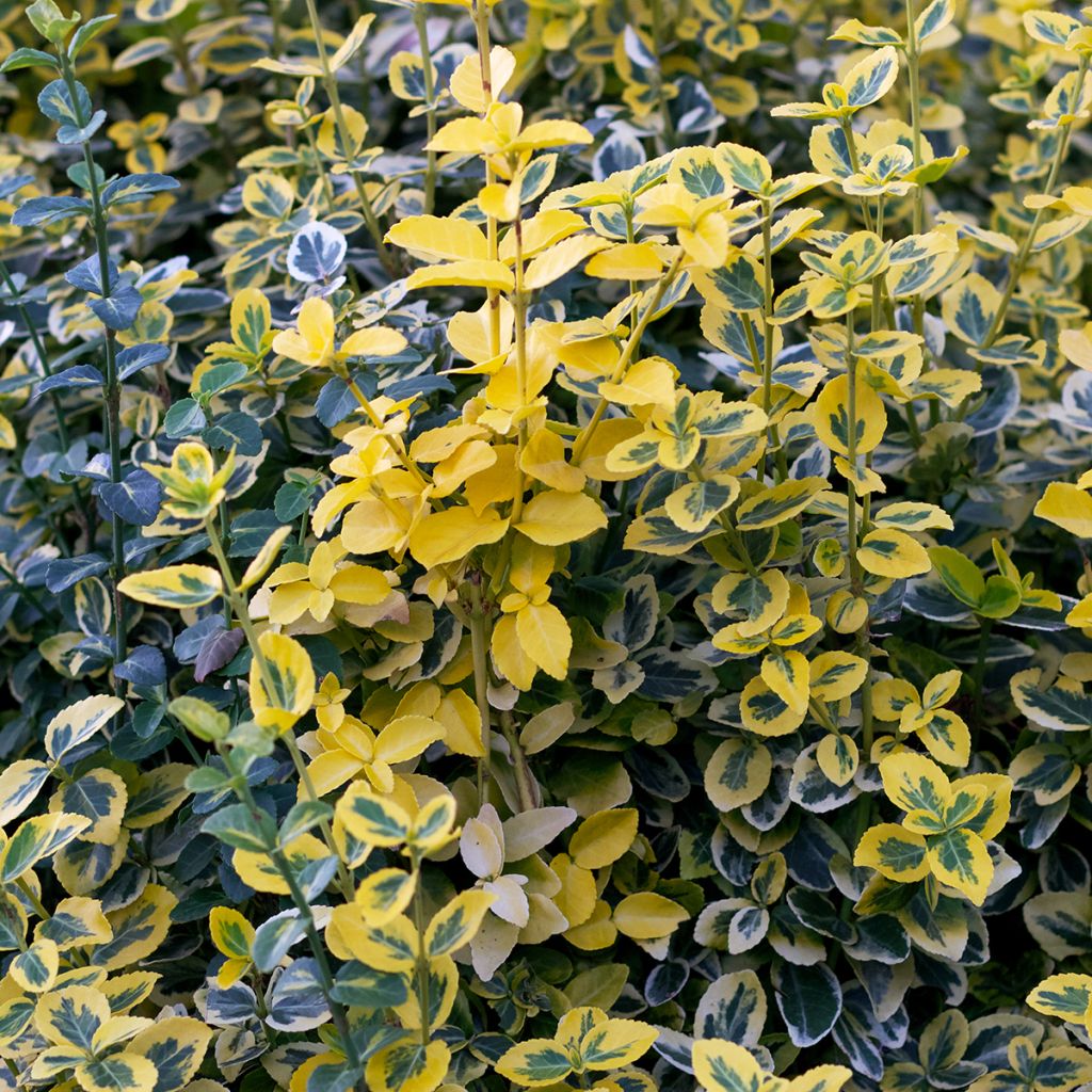 Euonymus fortunei Emerald 'n gold - Fusain