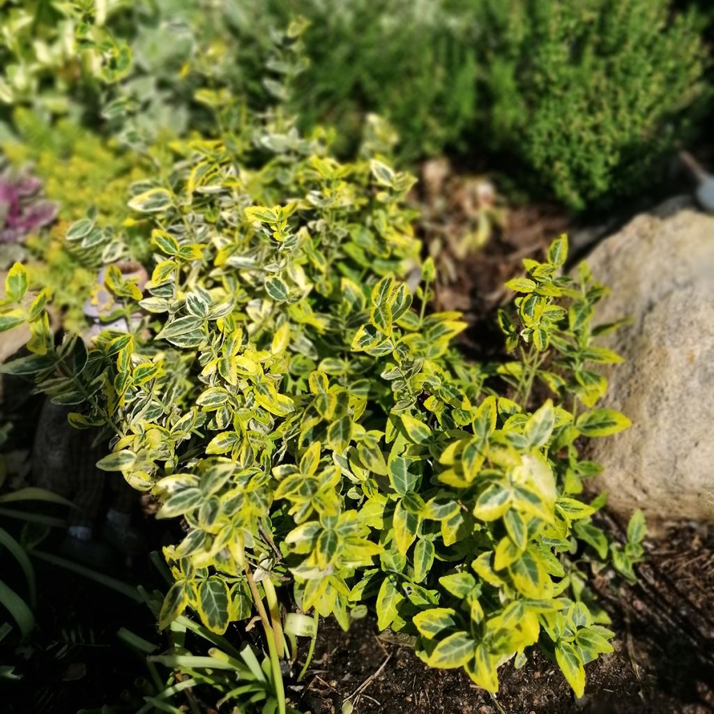 Euonymus fortunei Emerald 'n gold - Fusain