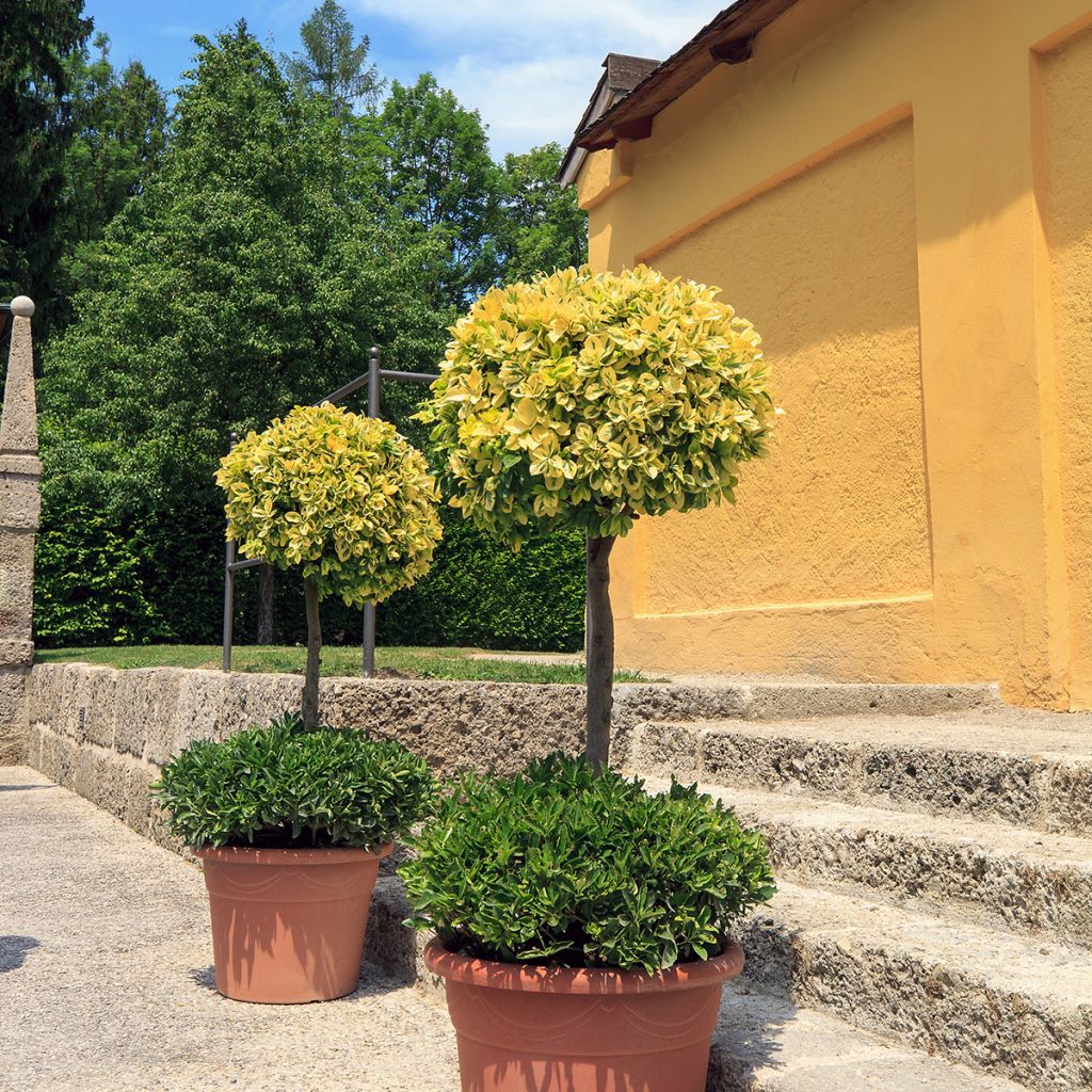 Euonymus fortunei Emerald 'n gold - Fusain