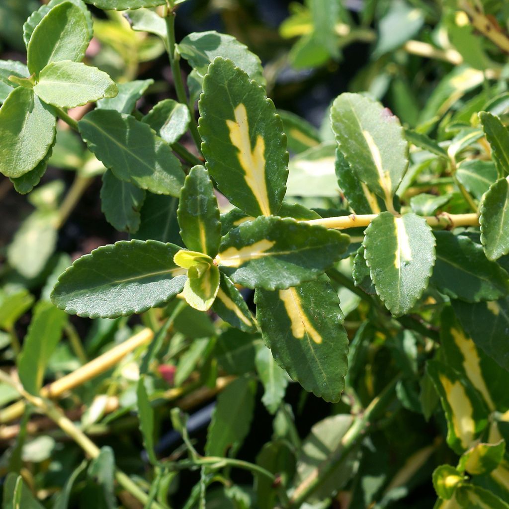 Euonymus fortunei  Sunspot - Fusain persistant