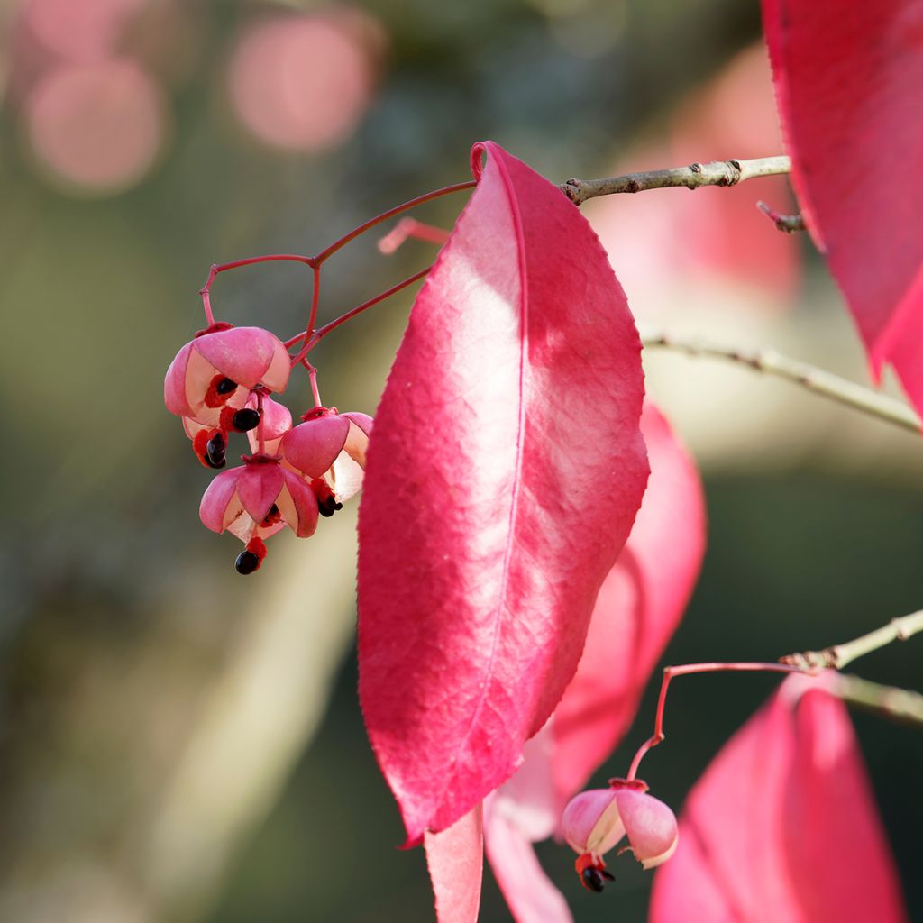 Euonymus grandiflorus Red Wine - fusain