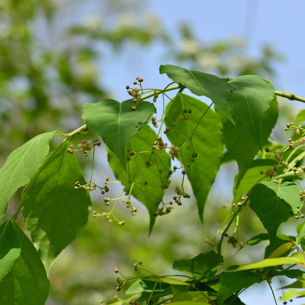 Euonymus maackii - Fusain de Hamilton ou de Maack