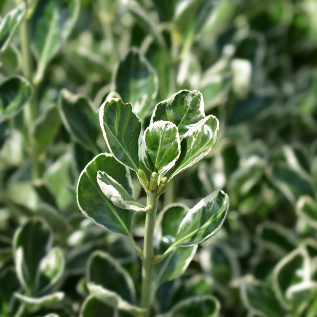Euonymus japonicus Bravo - Fusain du Japon