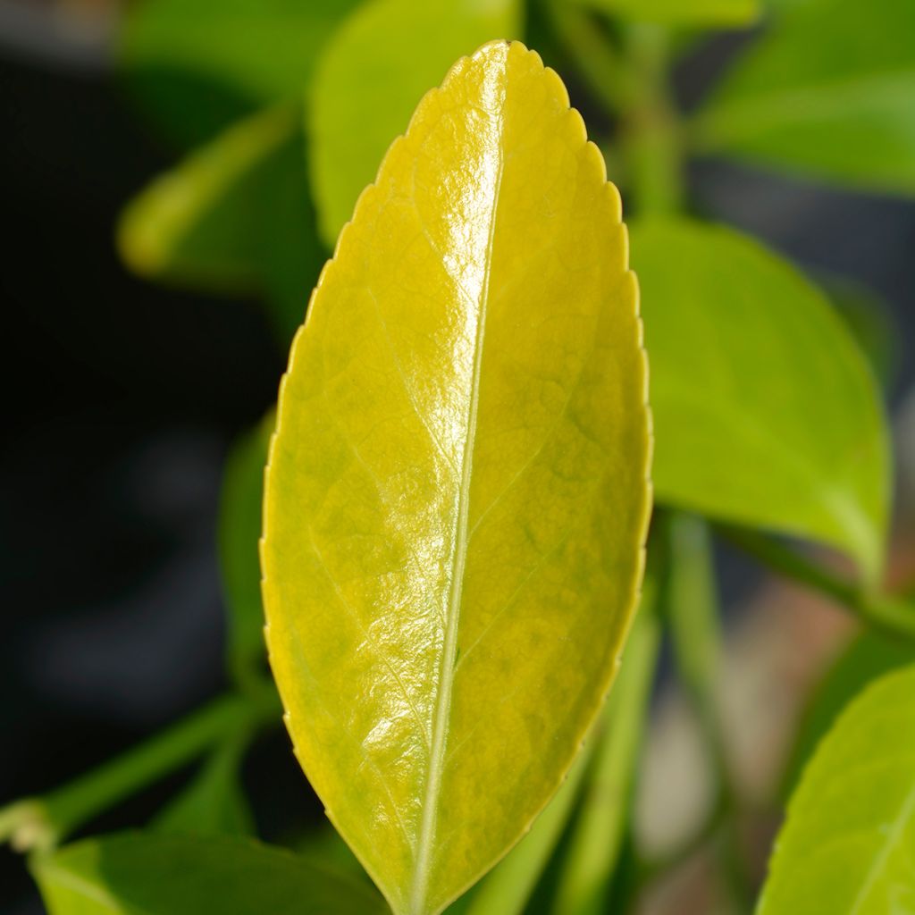 Euonymus japonicus El Dorado - Fusain du Japon