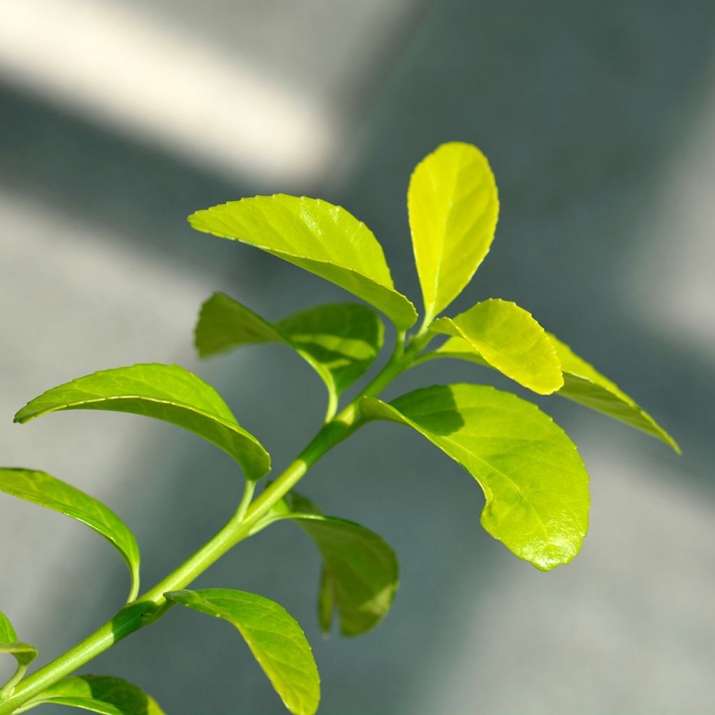Euonymus japonicus El Dorado - Fusain du Japon