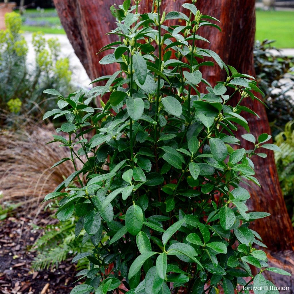 Euonymus japonicus Green Millenium - Fusain du Japon