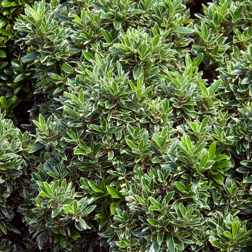Euonymus japonicus Microphyllus Albovariegatus - Fusain du Japon