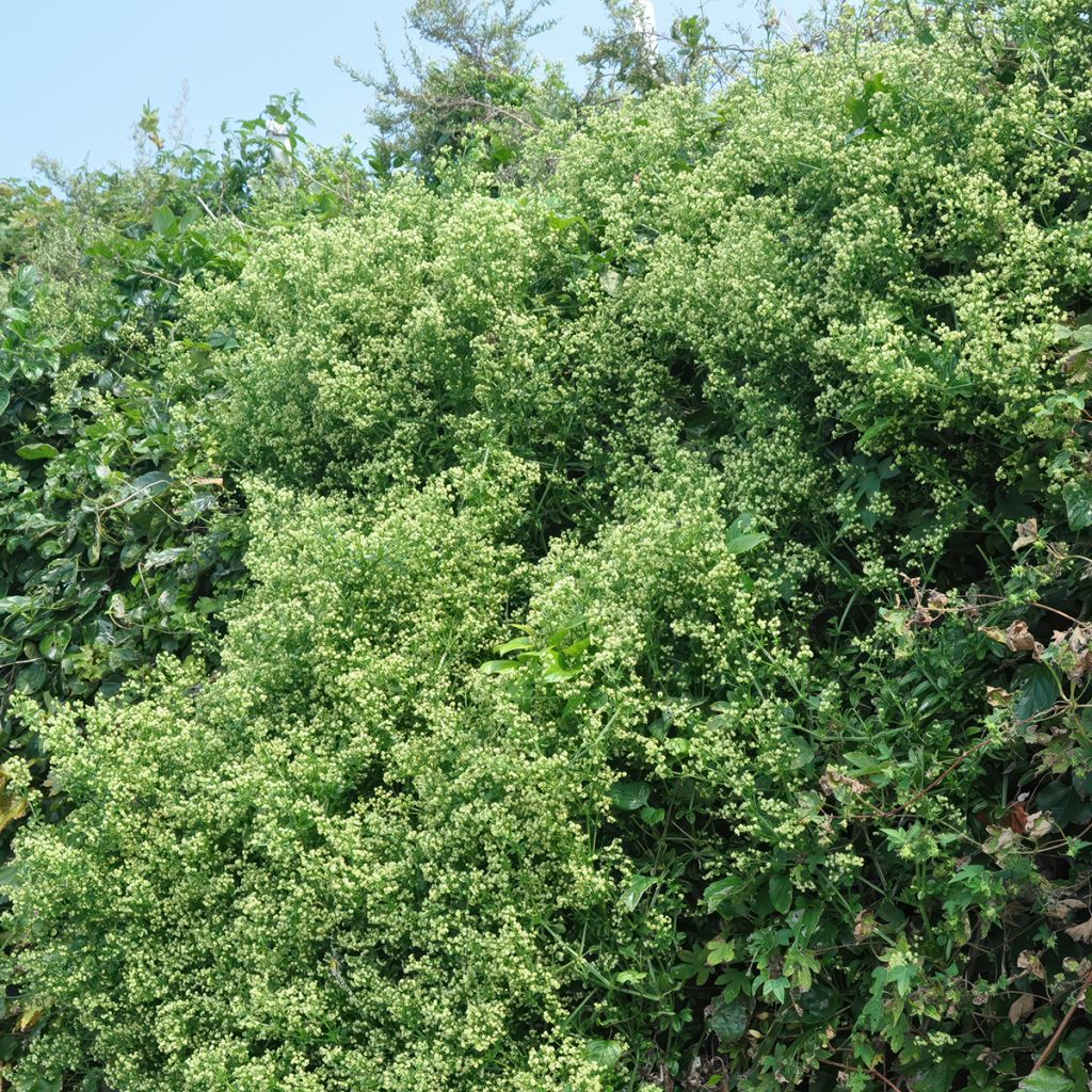 Euonymus japonicus Microphyllus - Fusain du Japon