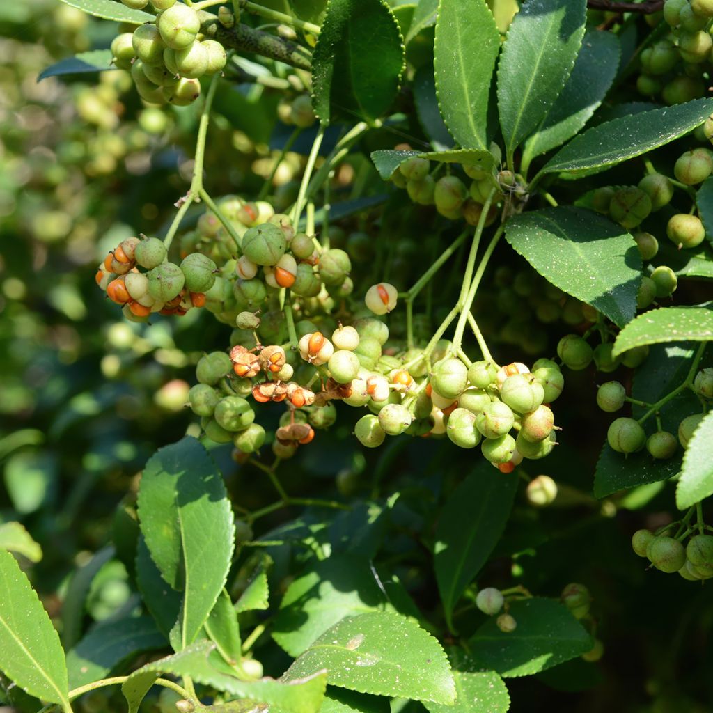 Euonymus japonicus Microphyllus - Fusain du Japon
