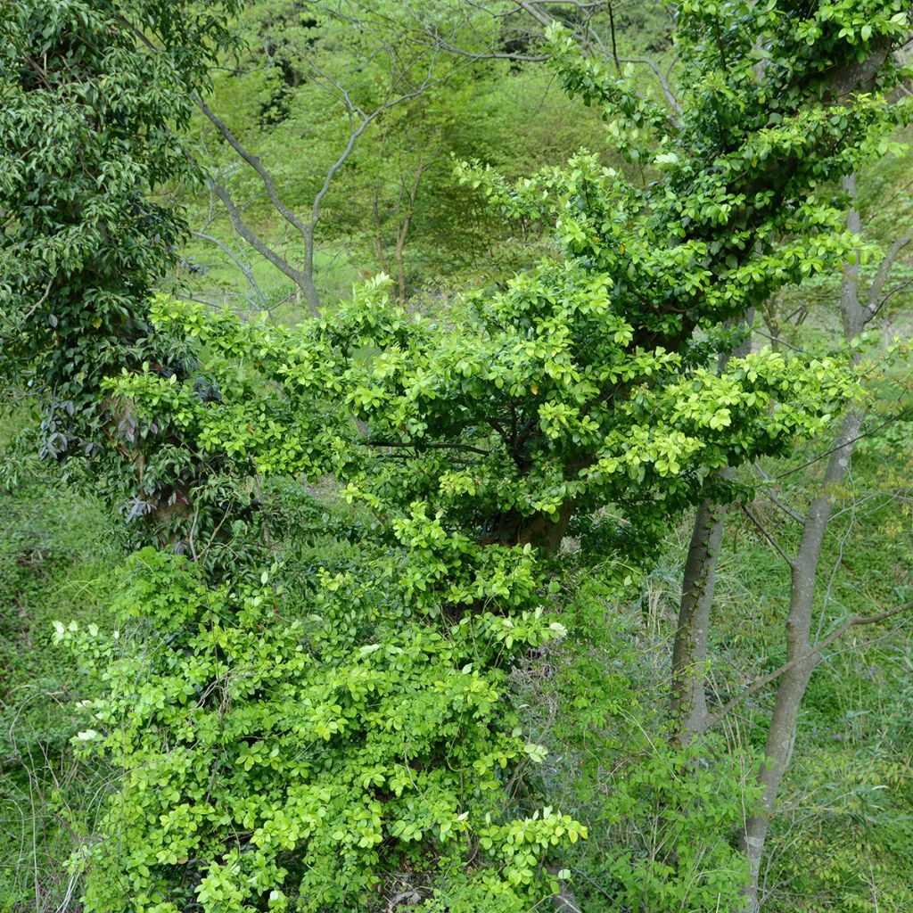Euonymus japonicus Microphyllus - Fusain du Japon