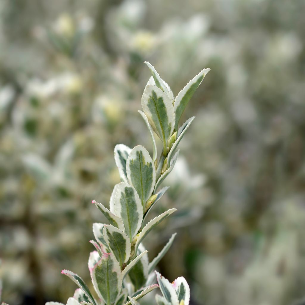 Euonymus japonicus White Spire - Fusain du Japon