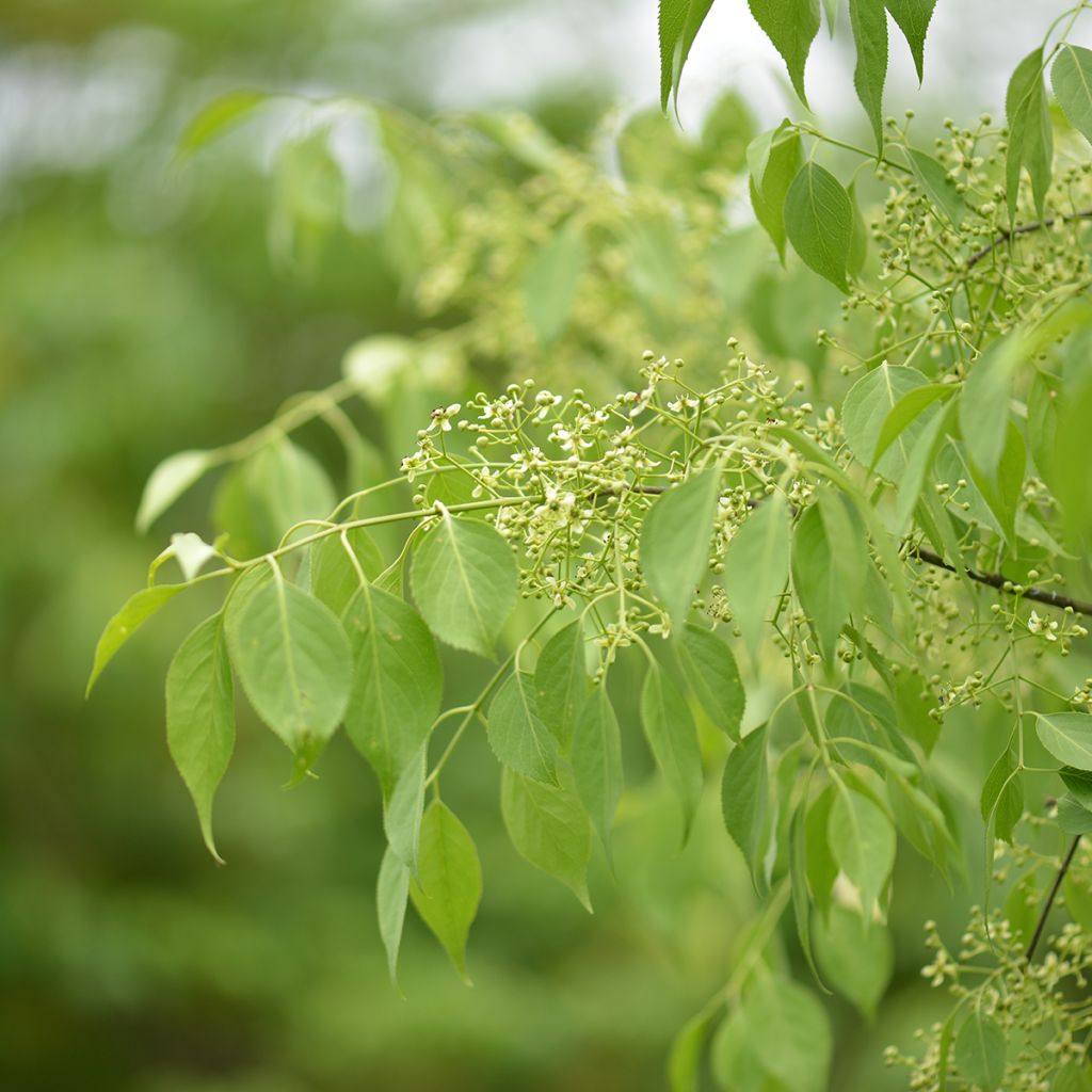 Euonymus oxyphyllus - Fusain de Corée