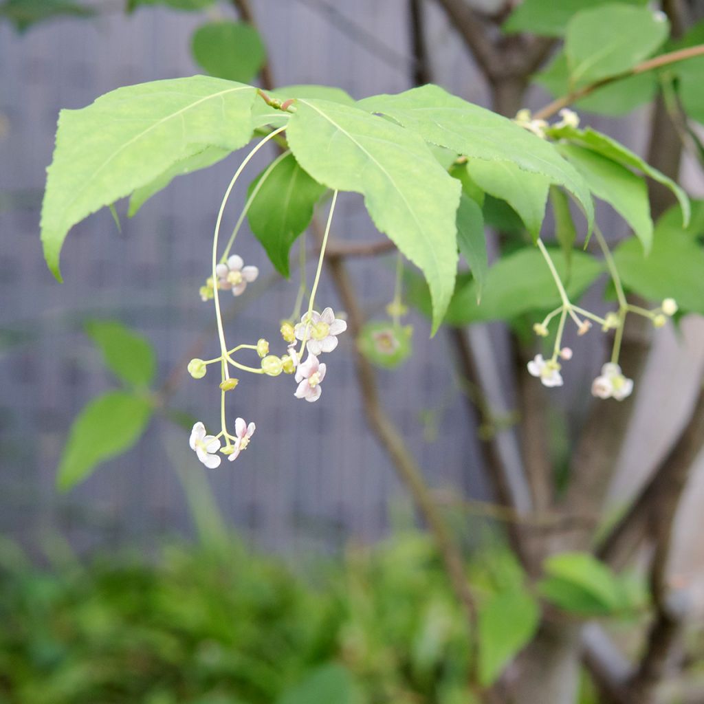 Euonymus oxyphyllus - Fusain de Corée